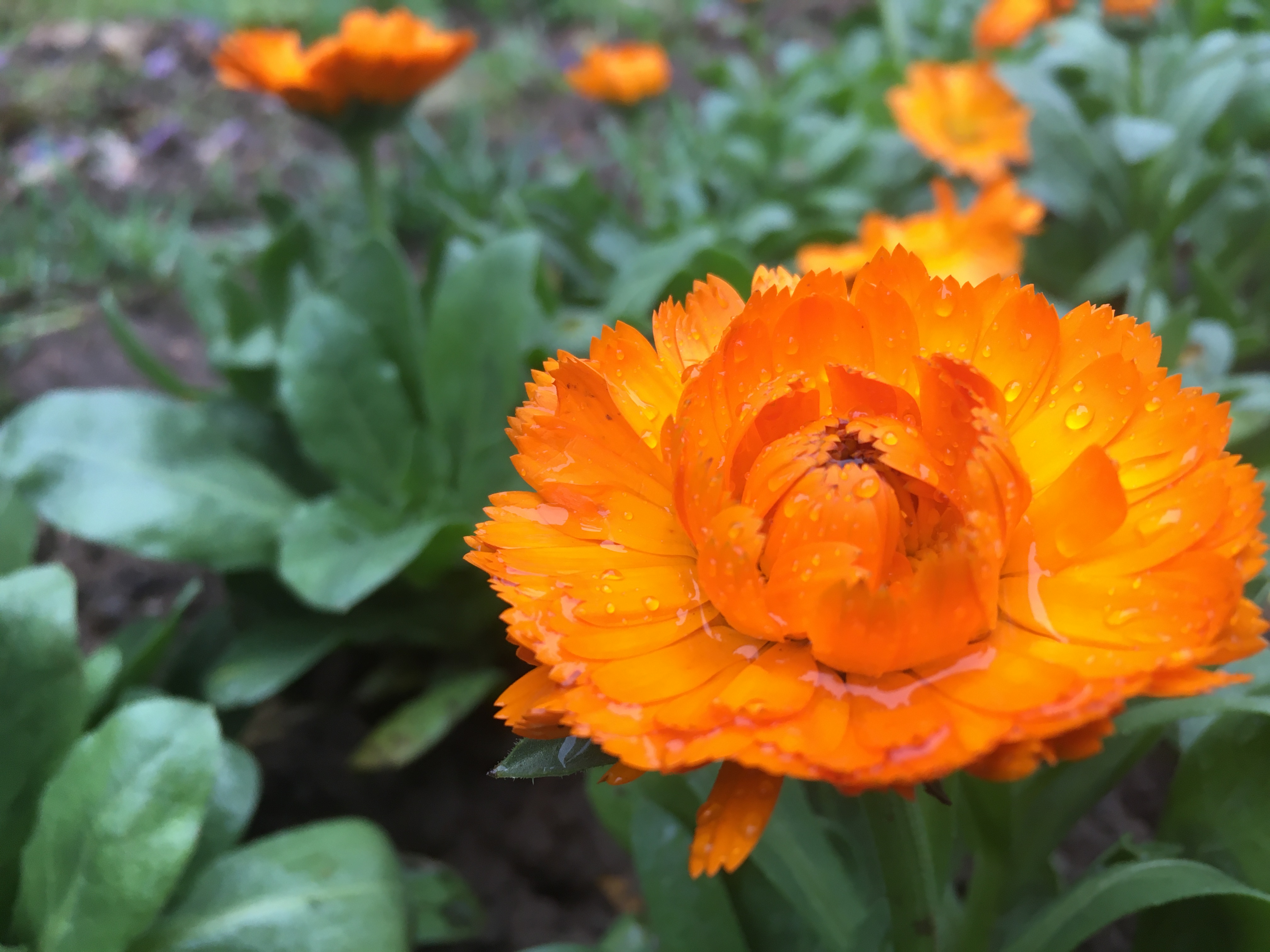 春意如雨般悠悠