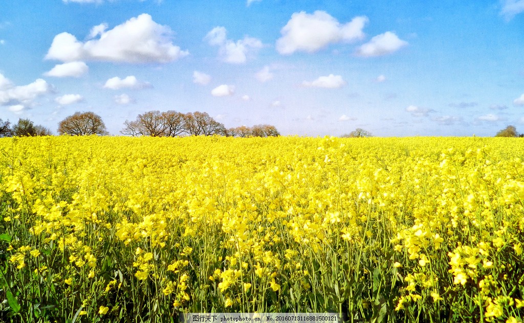 油菜金黃，素履以往