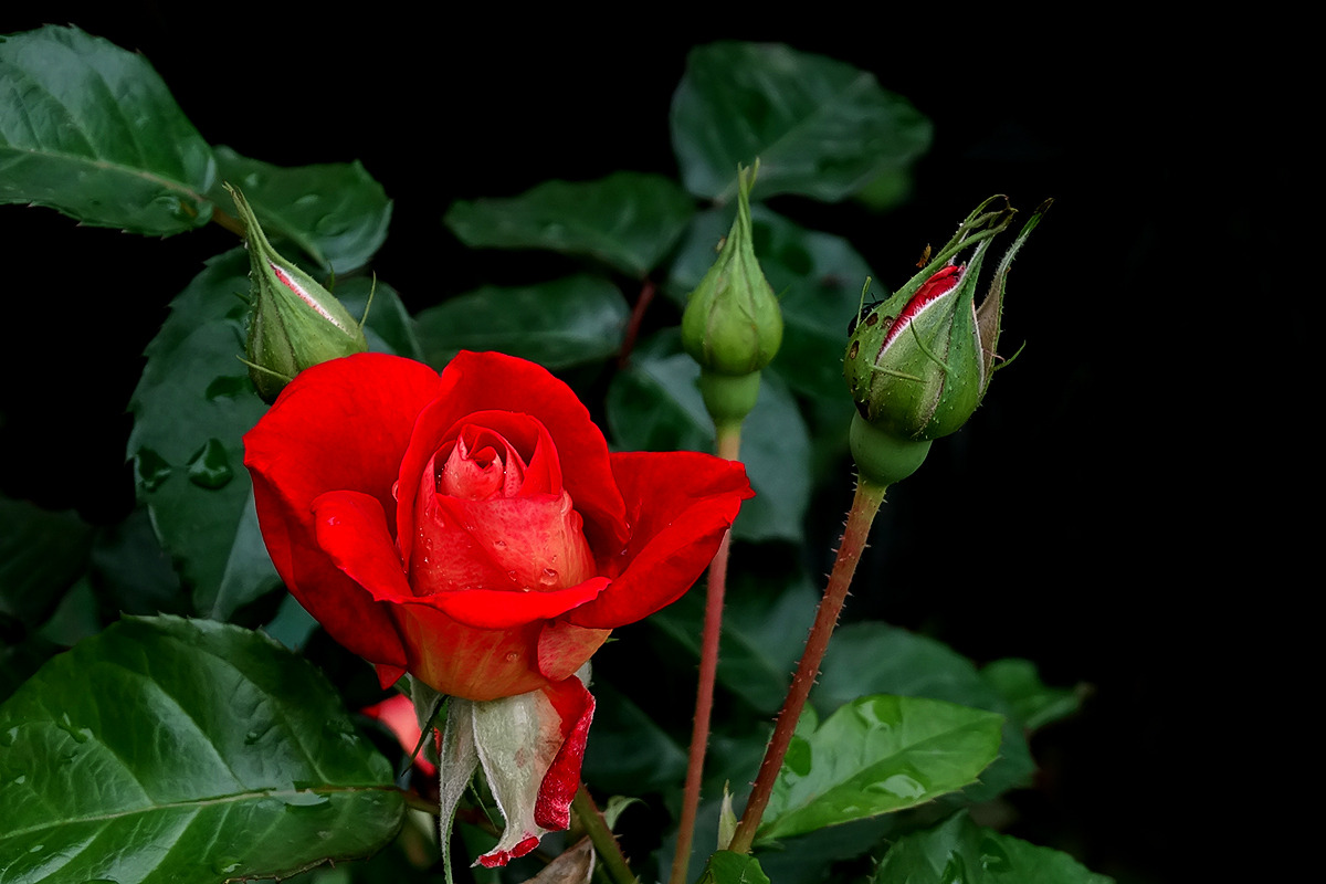 我是鋼鐵路上的一朵花 我是鋼鐵路上的一朵花