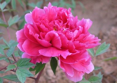 我是鋼鐵路上的一朵花 我是鋼鐵路上的一朵花