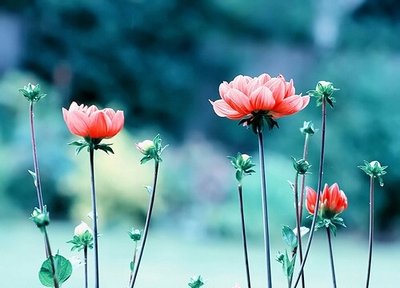 我是鋼鐵路上的一朵花 我是鋼鐵路上的一朵花