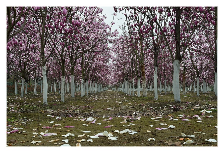 玉蘭花開,念母情濃 玉蘭花開,念母情濃