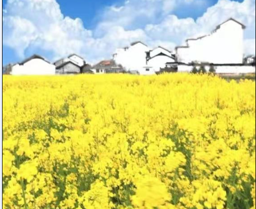 行走在油菜花海的田間 行走在油菜花海的田間