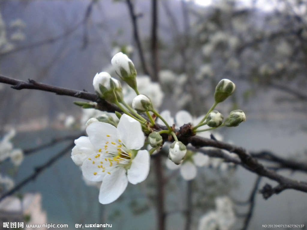 三月李花開(kāi)