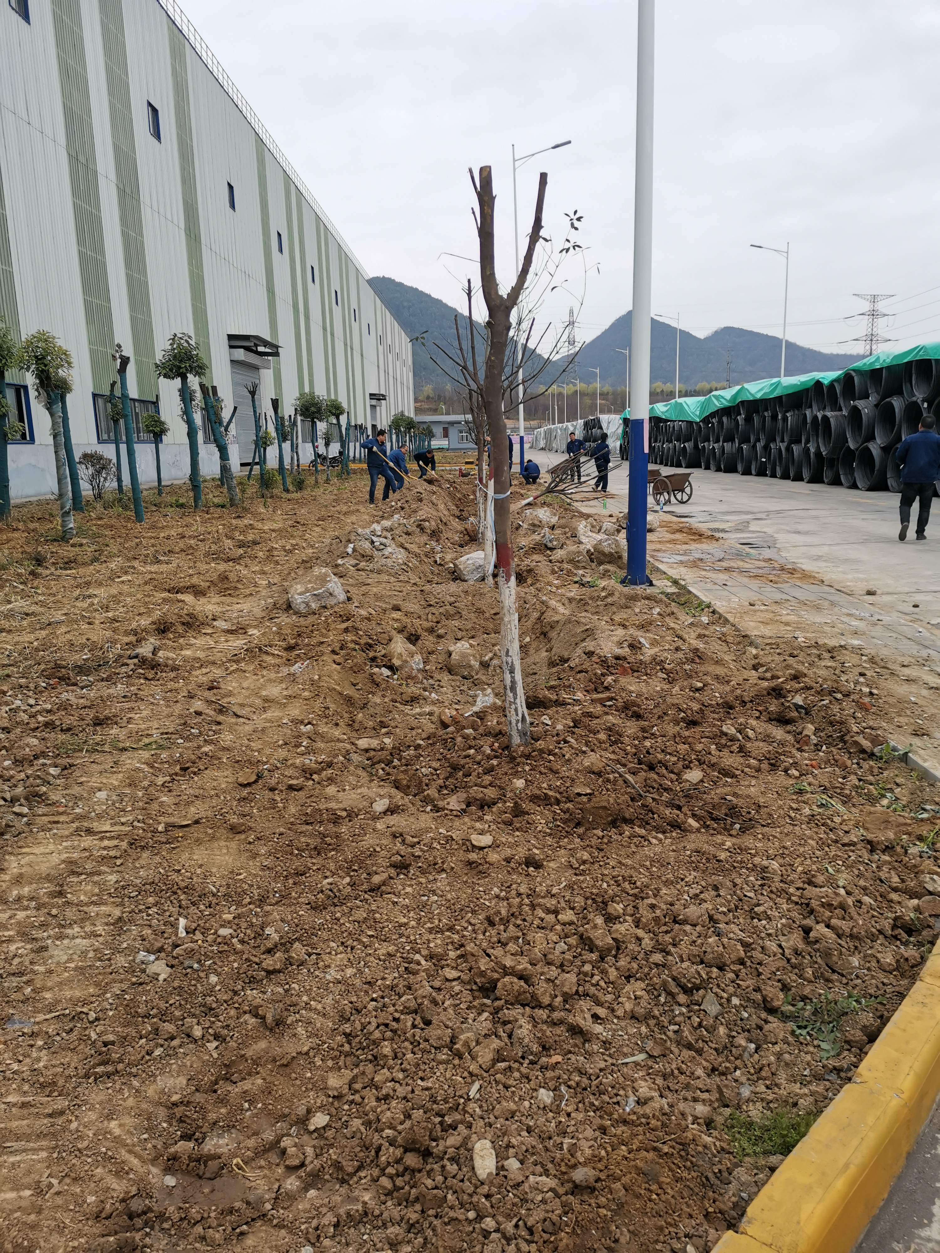 細節之處顯作風--植樹節活動有感 細節之處顯作風--植樹節活動有感