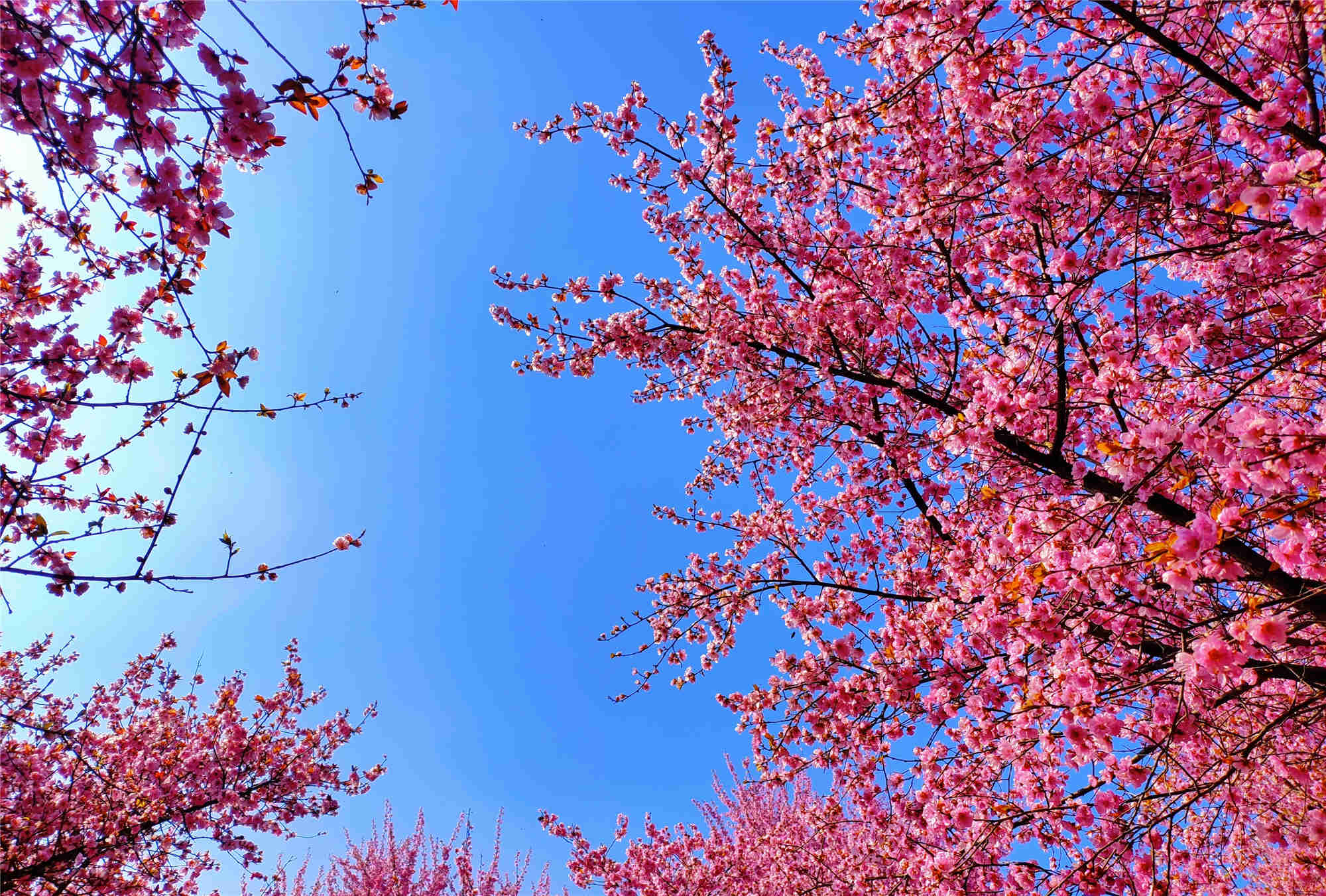 秦川三月尋覓春的味道 秦川三月尋覓春的味道