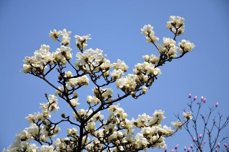 最盛大的燦爛 最盛大的燦爛