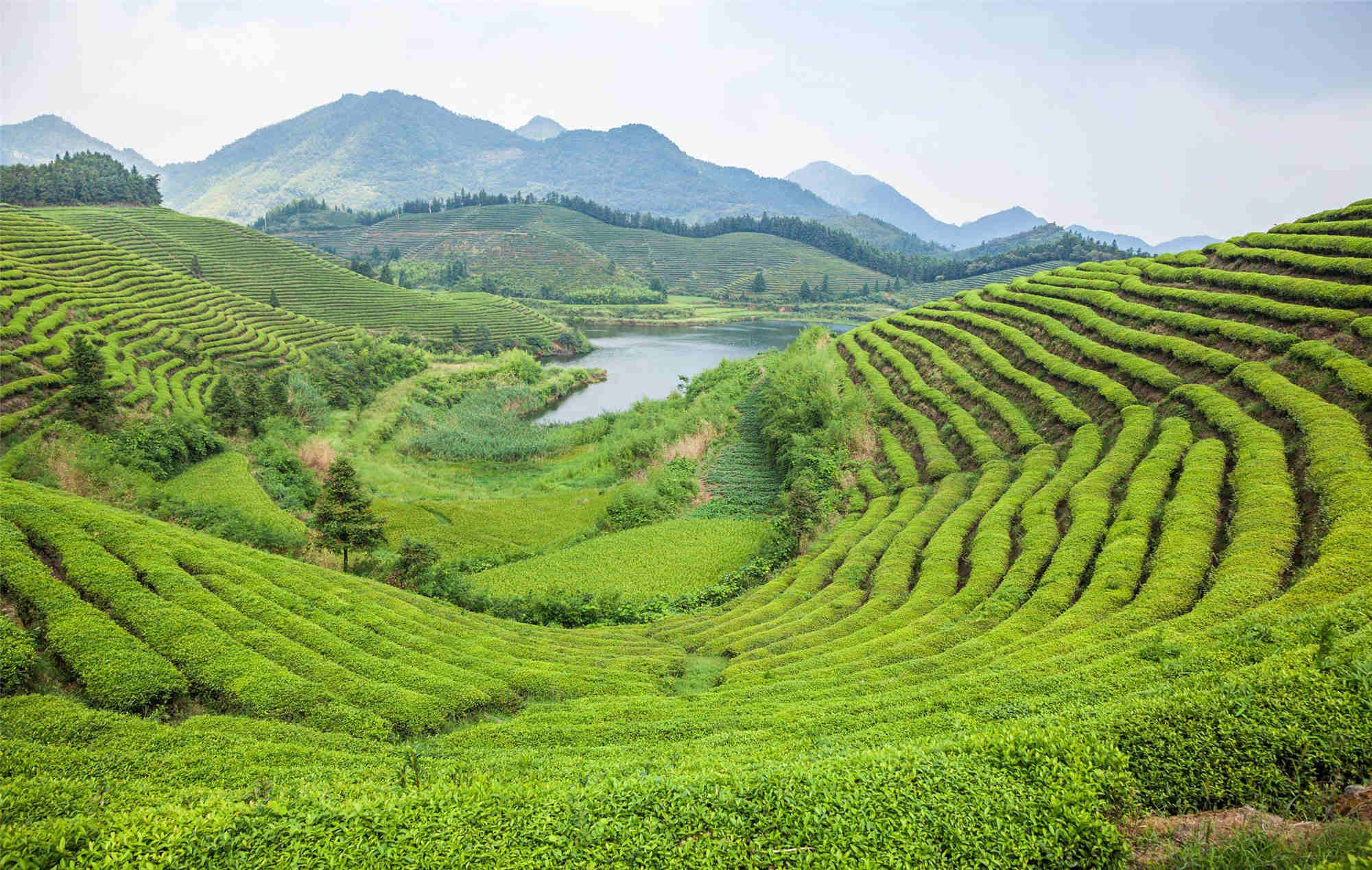 一抹綠意 一抹茶情 一抹綠意 一抹茶情