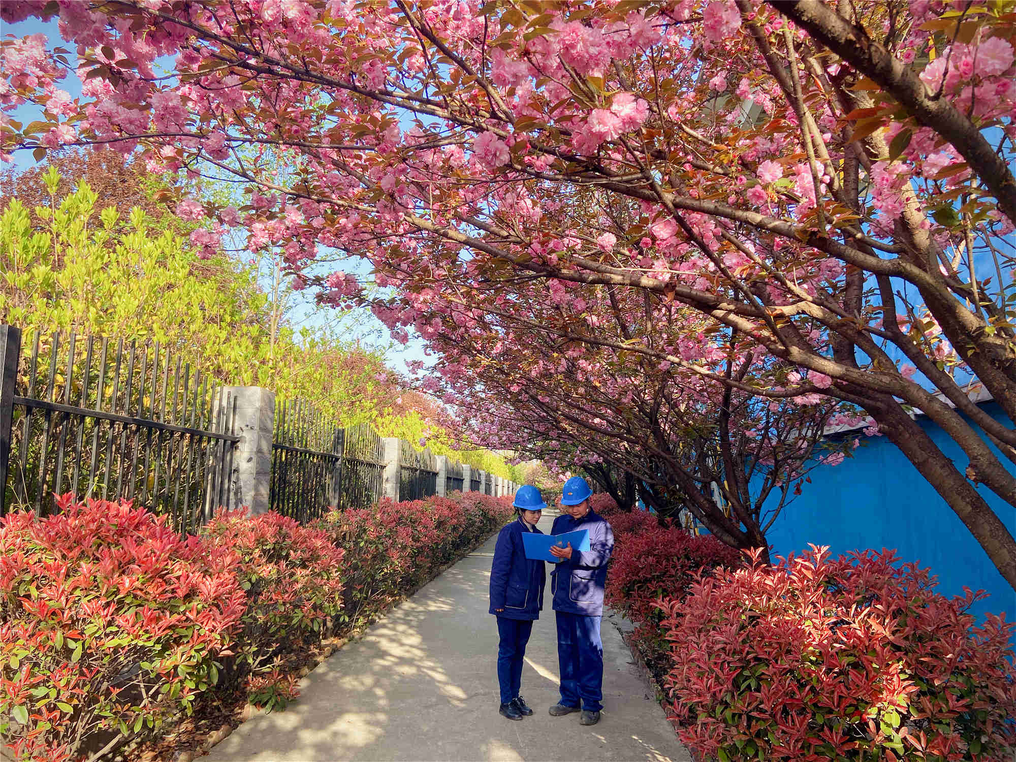 在鋼城與春天相約 在鋼城與春天相約