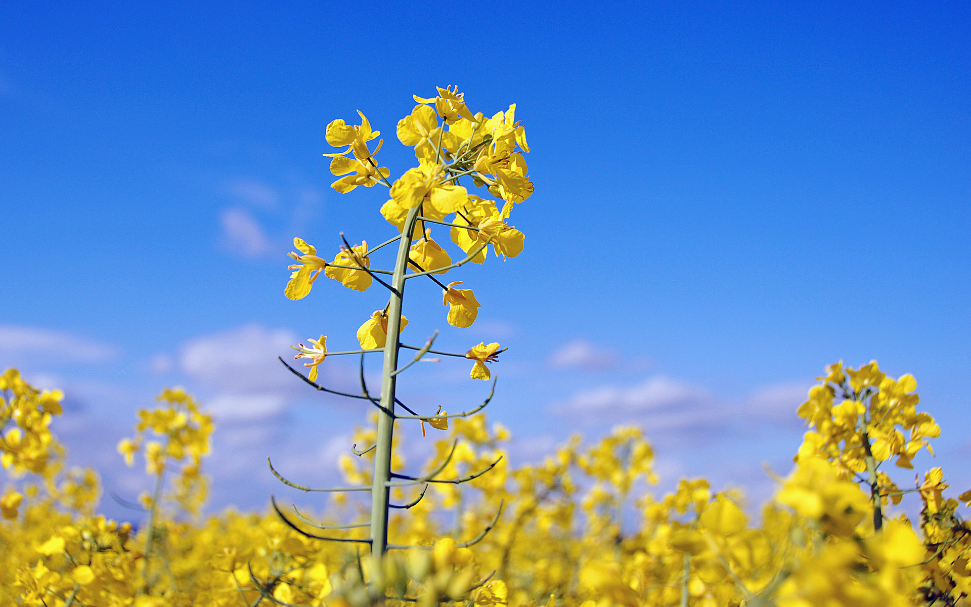 又是一年油菜花開