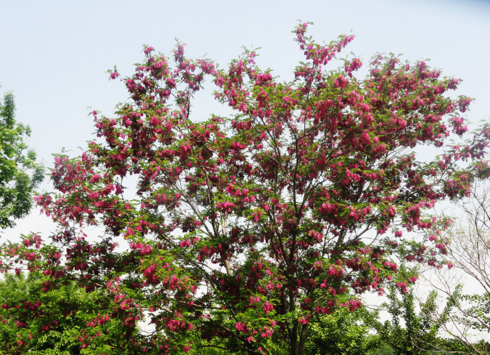 時光清淺 槐花情濃