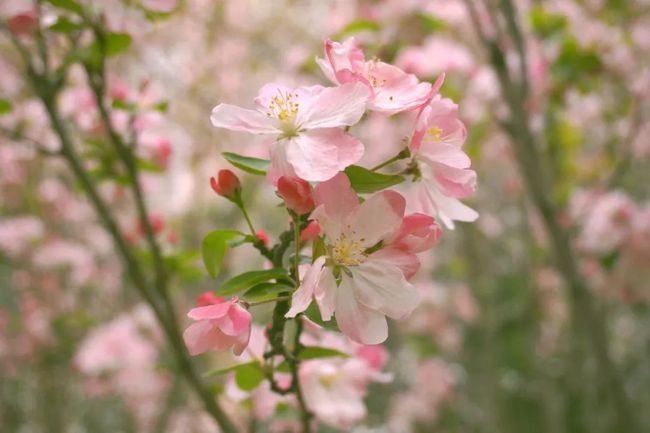 最美人間四月天 最美人間四月天