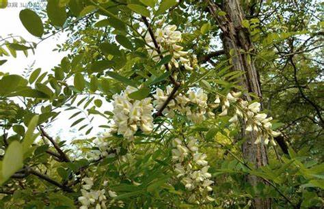 ����ʢ�_������