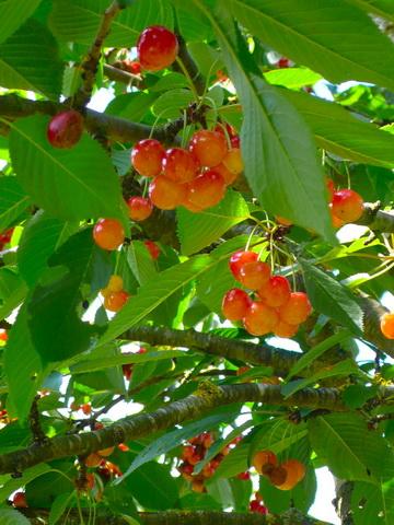 ���Ҙ��ӛ��