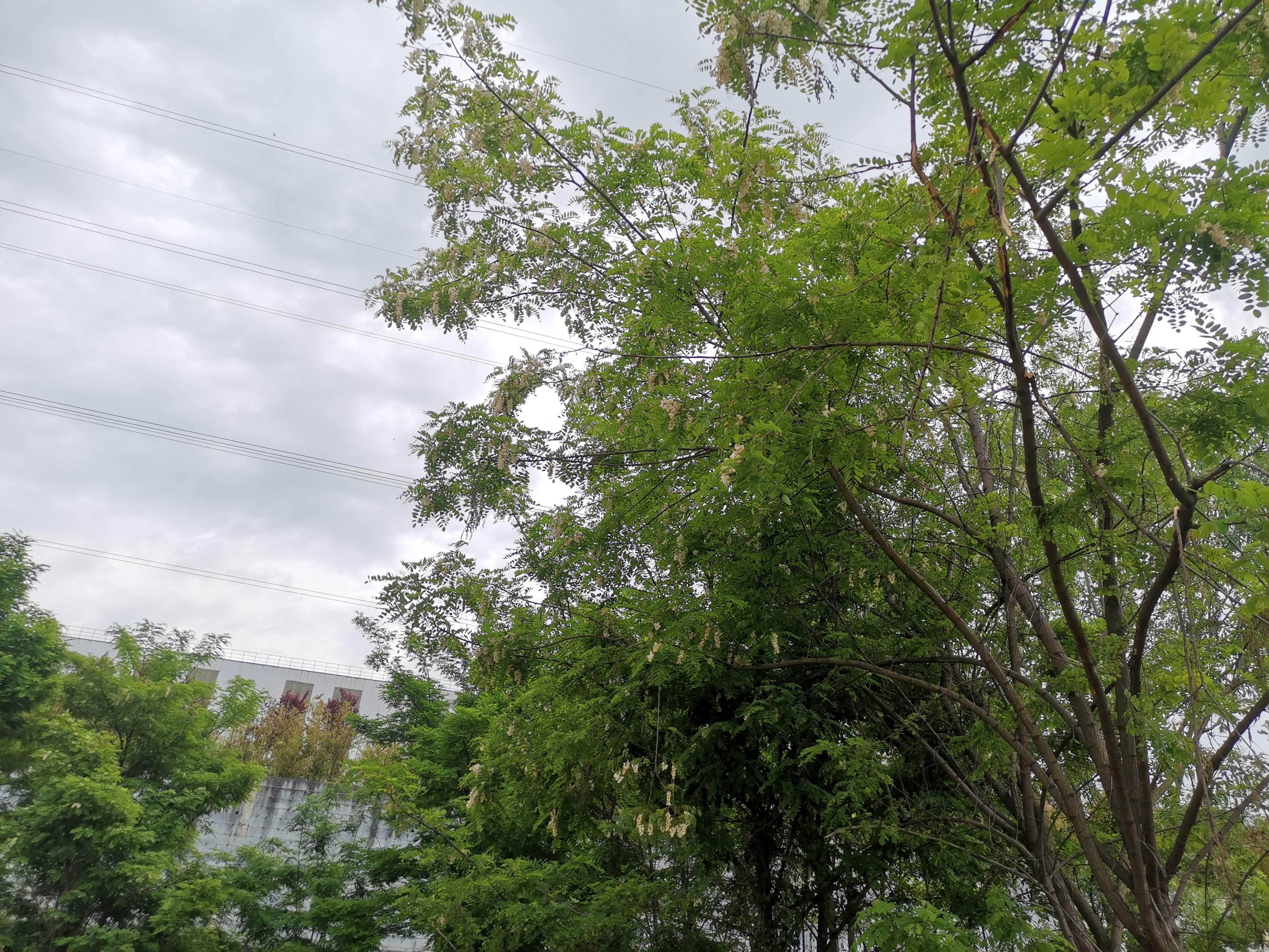 �h䓻�����