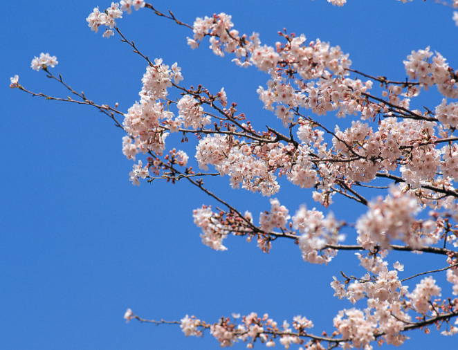 將塵勞拋卻,攜櫻樹而歌 將塵勞拋卻,攜櫻樹而歌