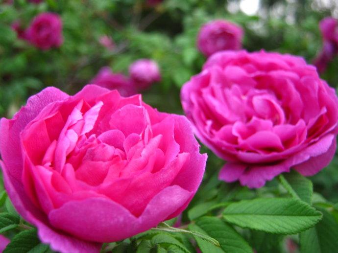 �����r���e�Ӽt