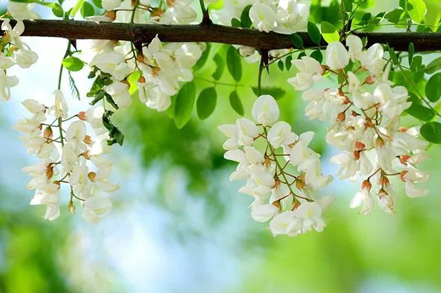 記憶中的春雨,童年里的槐花 記憶中的春雨,童年里的槐花