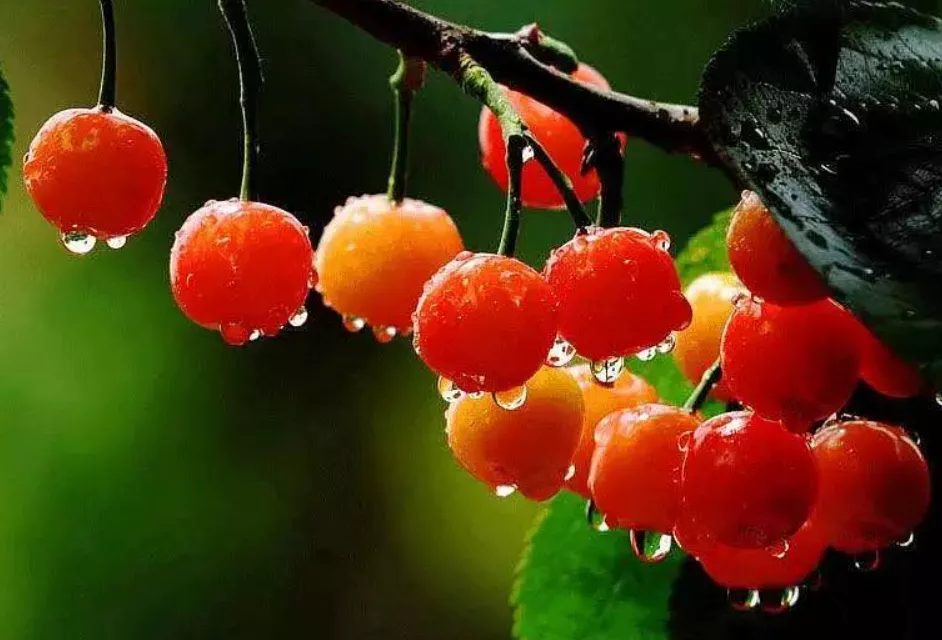 滿園櫻桃雨帶紅 滿園櫻桃雨帶紅