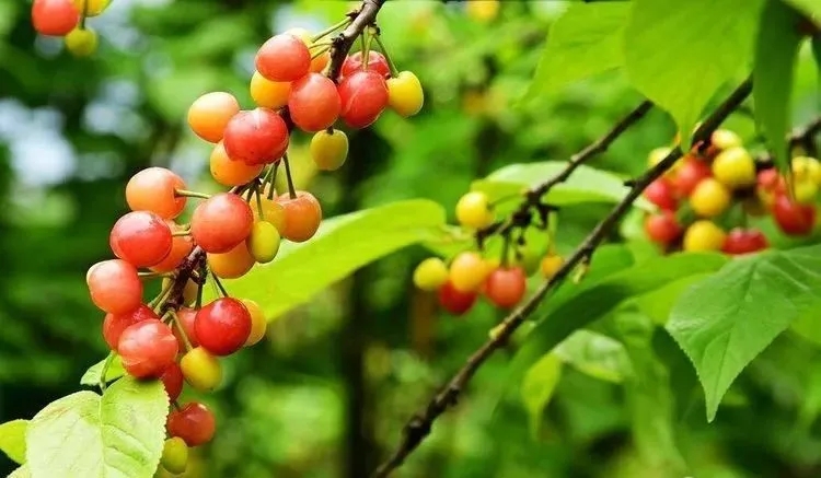 滿園櫻桃雨帶紅 滿園櫻桃雨帶紅