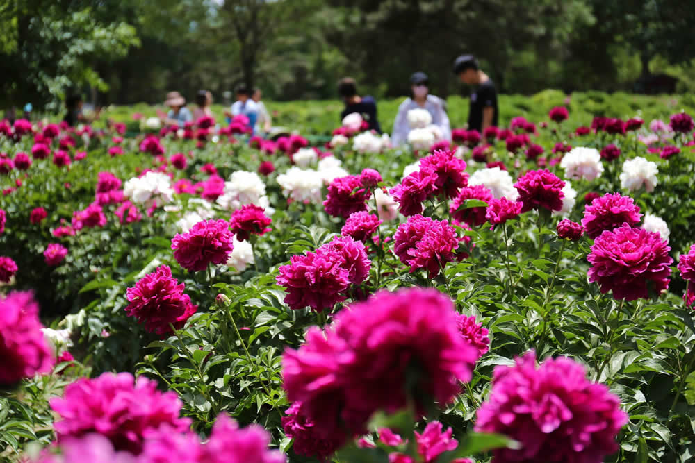 芍藥花開(kāi) 芍藥花開(kāi)