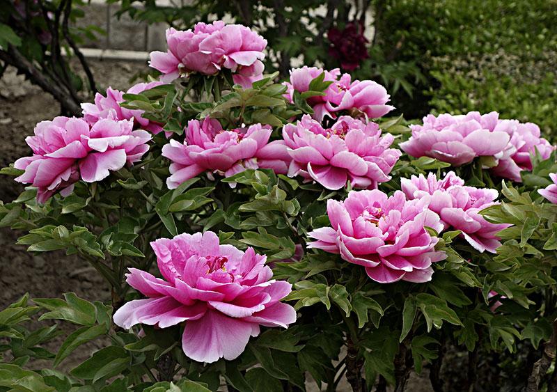 �񴺻��¶���