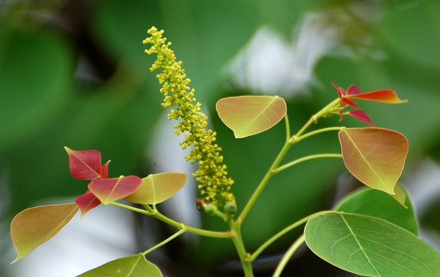 ���ĵ����Z