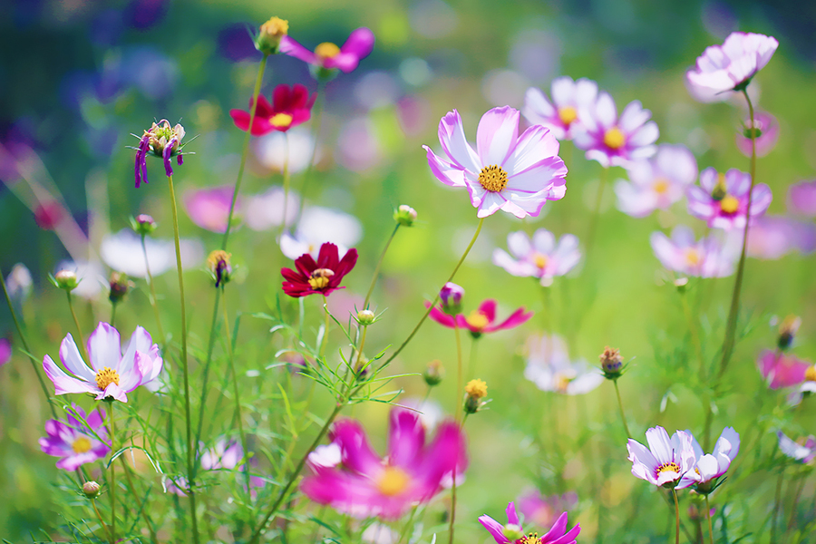 它,悄然地來了 它,悄然地來了