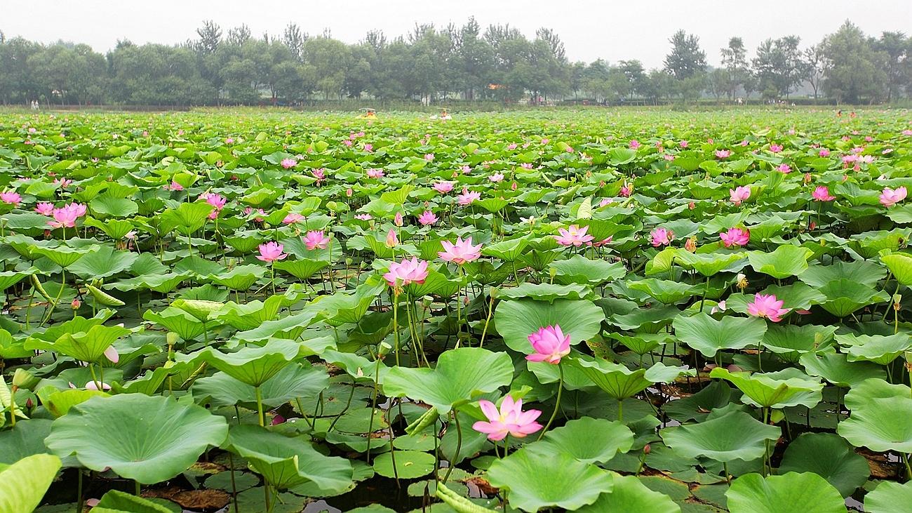 妙筆丹青寫清蓮 妙筆丹青寫清蓮