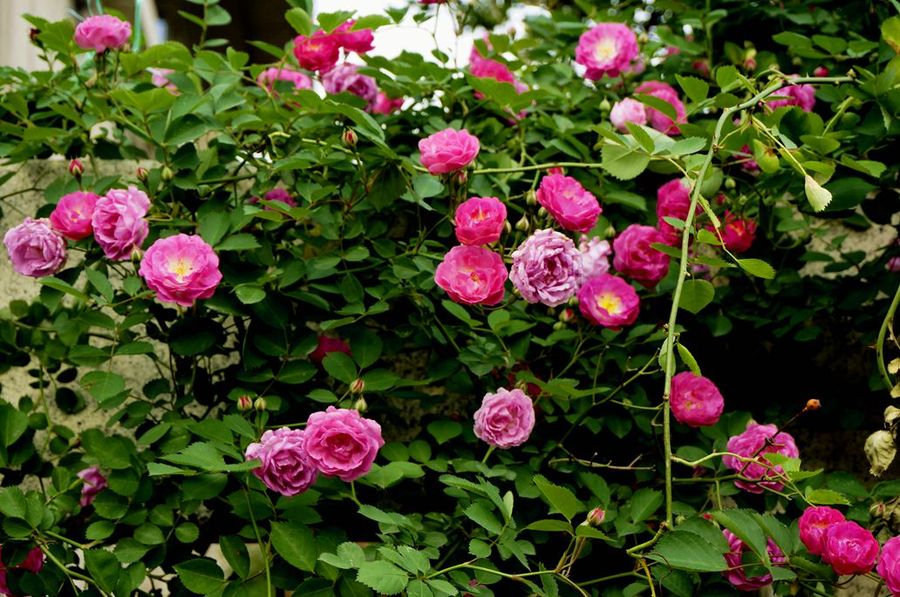 簾雨薔薇一院香 簾雨薔薇一院香