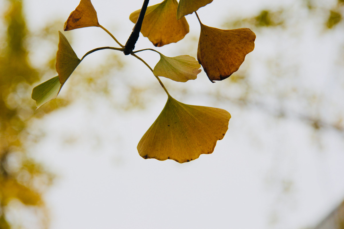 流年印記 流年印記