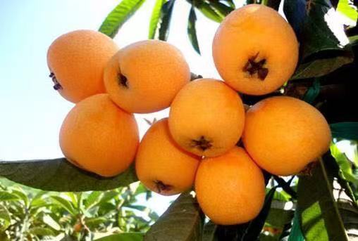 枇杷熟了 枇杷熟了