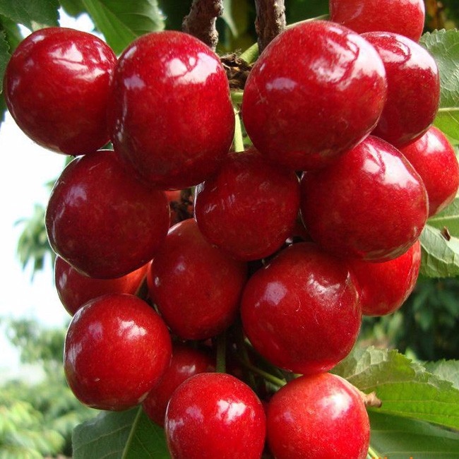 �������t