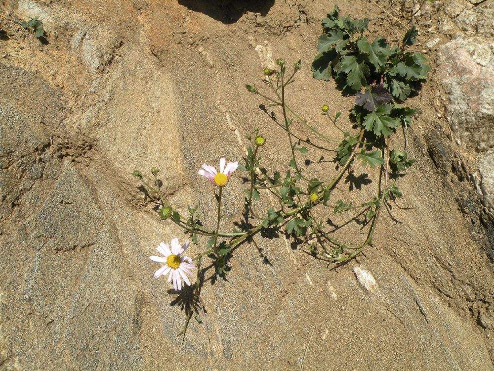 ʯ�p�g������