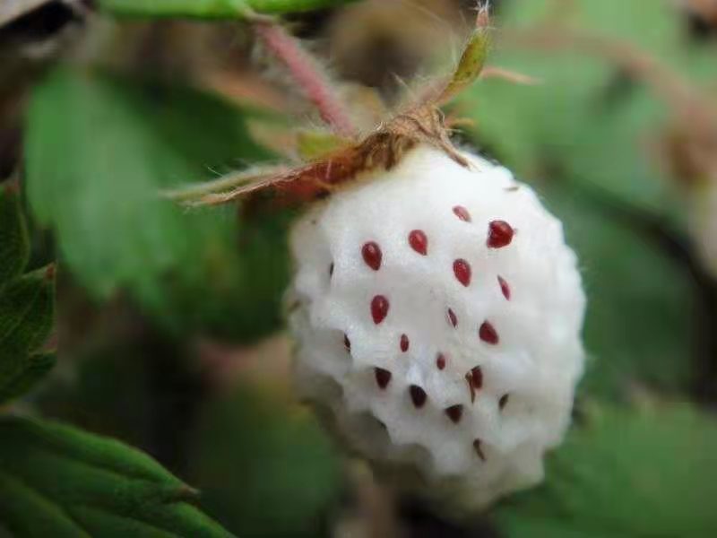 故鄉(xiāng)瓢兒香 故鄉(xiāng)瓢兒香