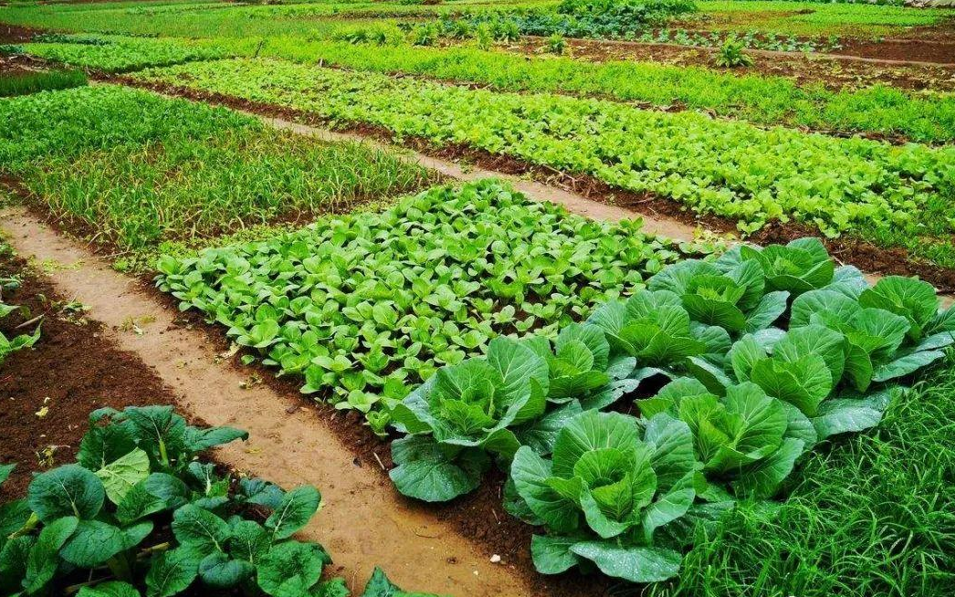 老家的菜地 老家的菜地