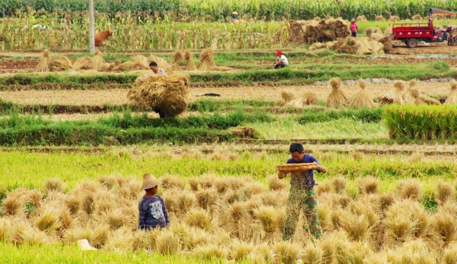 �����r(n��ng)æ