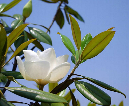 廣玉蘭樹下 廣玉蘭樹下