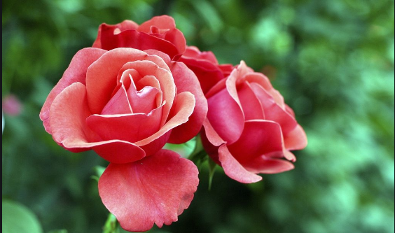 月季花開耀初夏 月季花開耀初夏