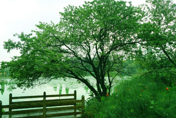 ����ϣ��  �ի@���L(zh��ng)