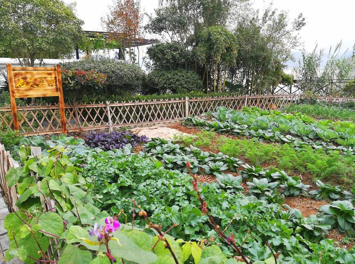 老屋后的菜園 老屋后的菜園