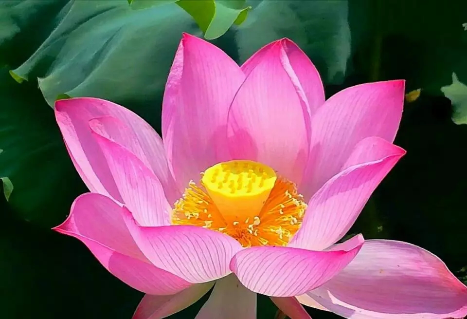 荷花清韻 荷花清韻