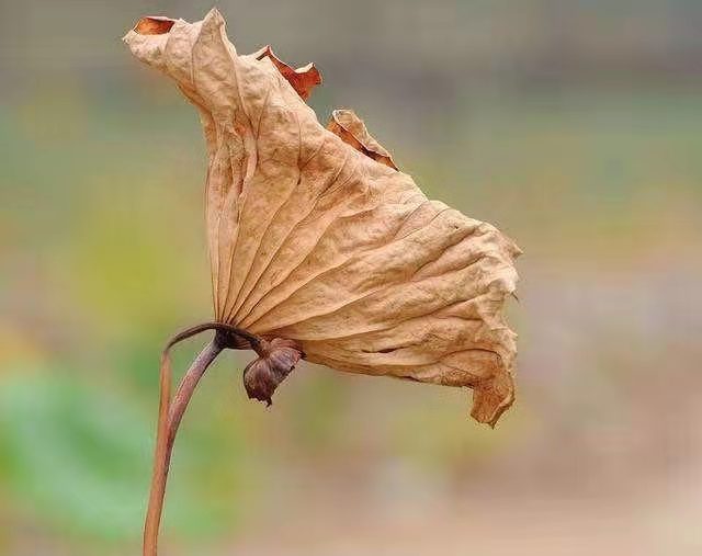 荷花清韻 荷花清韻