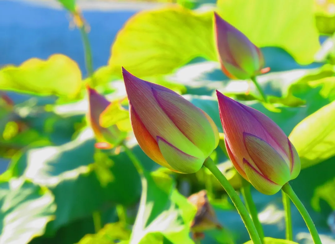 荷花清韻 荷花清韻
