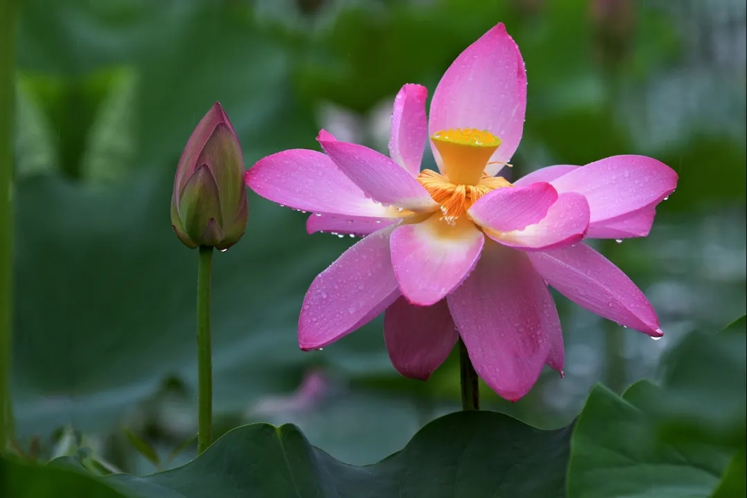 荷花清韻 荷花清韻