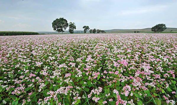 不起眼的花 不起眼的花