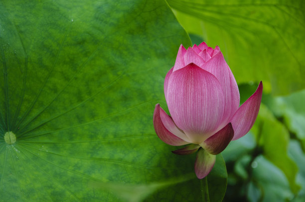 盛夏物語 盛夏物語