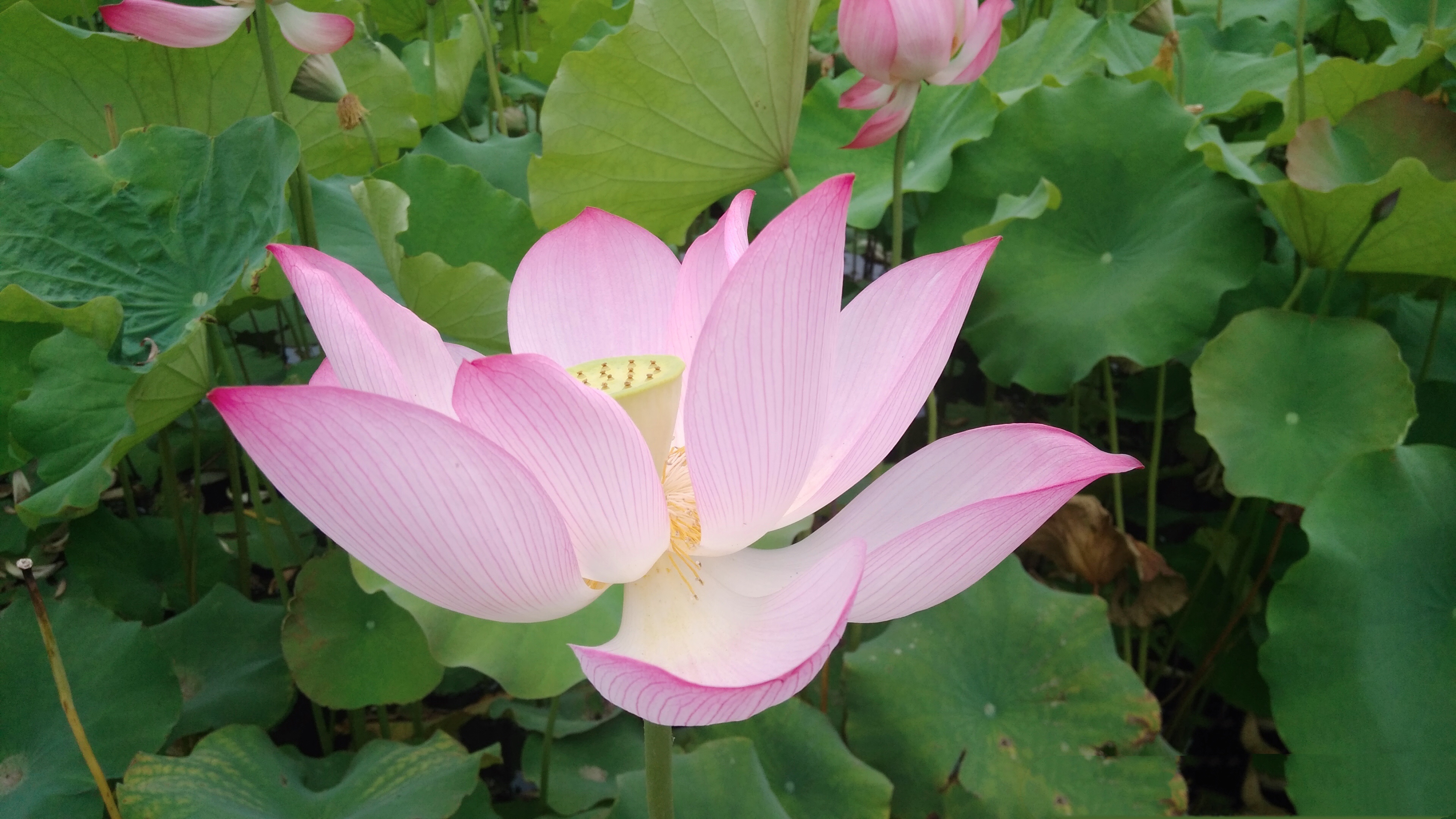 清風心中來,又見荷花開 清風心中來,又見荷花開