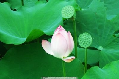 滿池清荷惹鄉思 滿池清荷惹鄉思