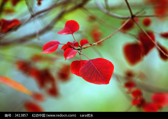 秋風掃落葉,夢回金色的故土 秋風掃落葉,夢回金色的故土